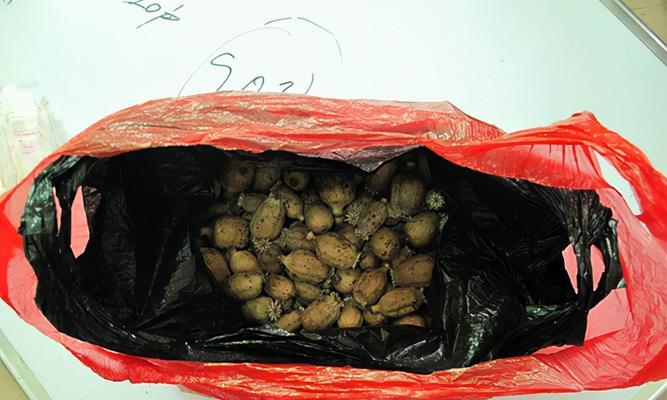 食用放有罂粟壳的食物会导致什么后果？（罂粟壳摄入对身体健康的影响及食品安全问题）